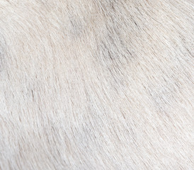 background of the dog's coat