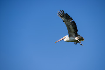 Flying Pelican against a clear blue sky