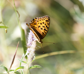 butterfly in nature. close-up