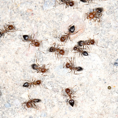 ants on the wall. close-up