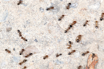 ants on the wall. close-up