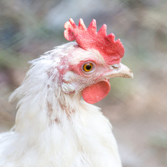 portrait of a chicken