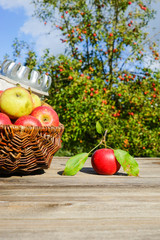 Apfelernte, Äpfel im Korb auf Holztisch vor Obstbäumen