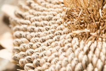 seeds in a sunflower. close-up