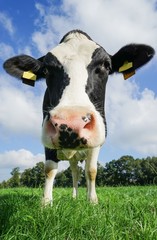 Kuh auf Kuhweide blickt neugierig, Nahaufnahme