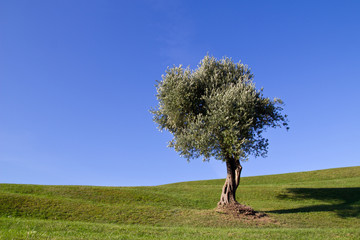 Beautiful olive tree on a green hill under a clear blue sky