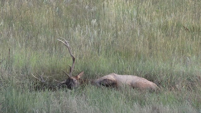 Bull Elk Wallowing in the Rut