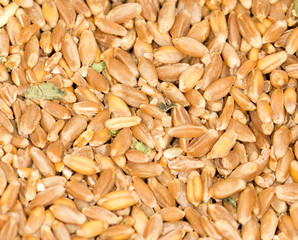 wheat as background. close-up