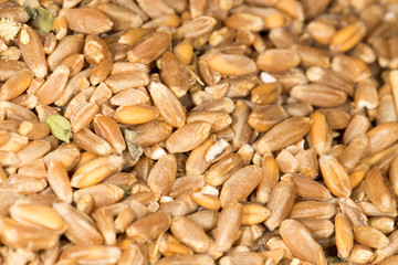 wheat as background. close-up