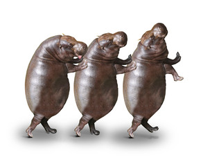Three obese hippos have a fun.