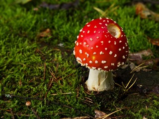 Fly agaric amanita mushroom