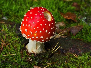 Fly agaric amanita mushroom