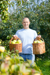 Fototapeta premium Happy man gathers apples