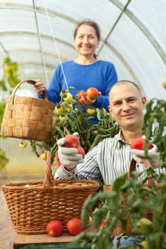 Man and woman picking tomatoes