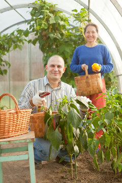Man and woman in vegetable plant