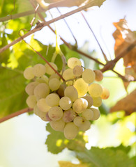 ripe grapes on the nature