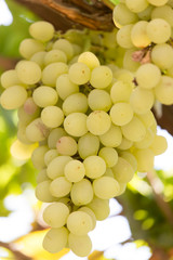 ripe grapes on the nature