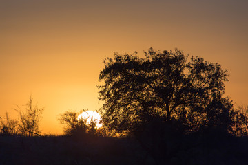 tree at sunset