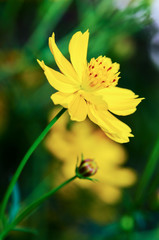 Beautiful yellow Cosmos flower