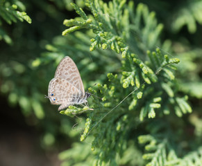 Papillon
