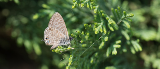 Papillon