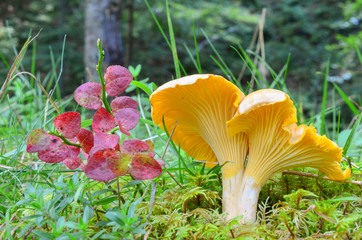Chanterelle and red leaves