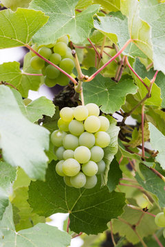 Silvanertrauben