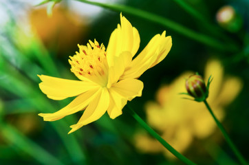 Beautiful yellow Cosmos flower