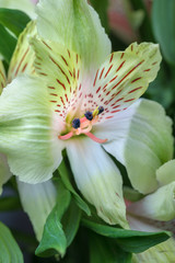 green and white lilies