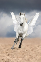 White horse with wings running free