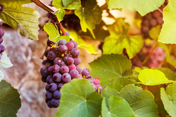 beautiful red grapes with sunset light