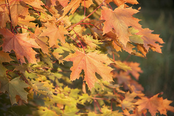 Autumn maple leaves
