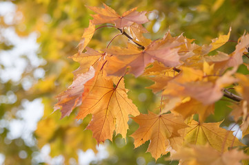 Autumn maple leaves