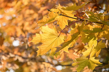 Autumn maple leaves