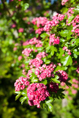 Bloosoming pink flowers of hawthorn tree