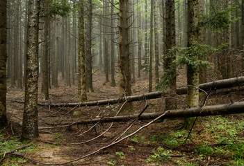 Fototapeta premium Fallen trees in the pine forest