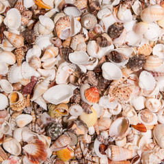 Natural seashells
