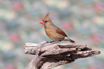 Cardinal On A Branch