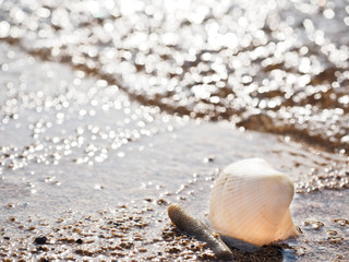 貝殻と砂浜