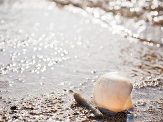 砂浜と貝殻