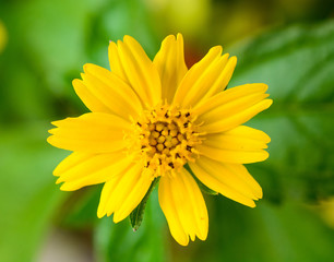 Yellow Daisy Flowers