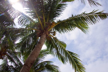 Fototapeta premium 椰子の木