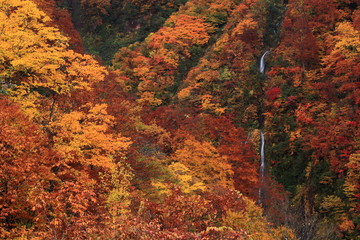 紅葉の大田切渓谷　そうめん滝