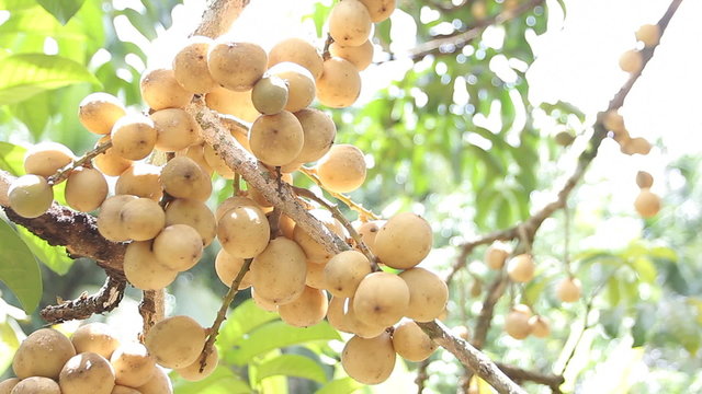 Fresh young Longkong on tree