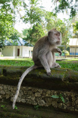 Monkey sitting on a stone in forest park
