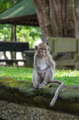 Monkey sitting on an ancient stone in park