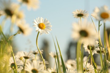 Daisy in a meadow against the blue sky