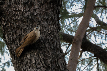 Wandering Brown Bird