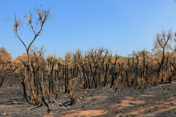 Burned Trees