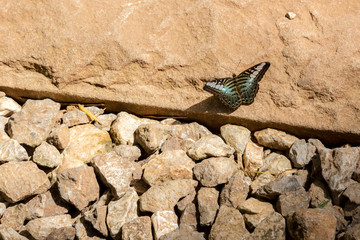 The clipper butterfly (parthenos sylvia) with stone background